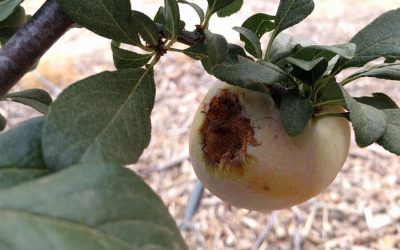 Protecting fruit from birds