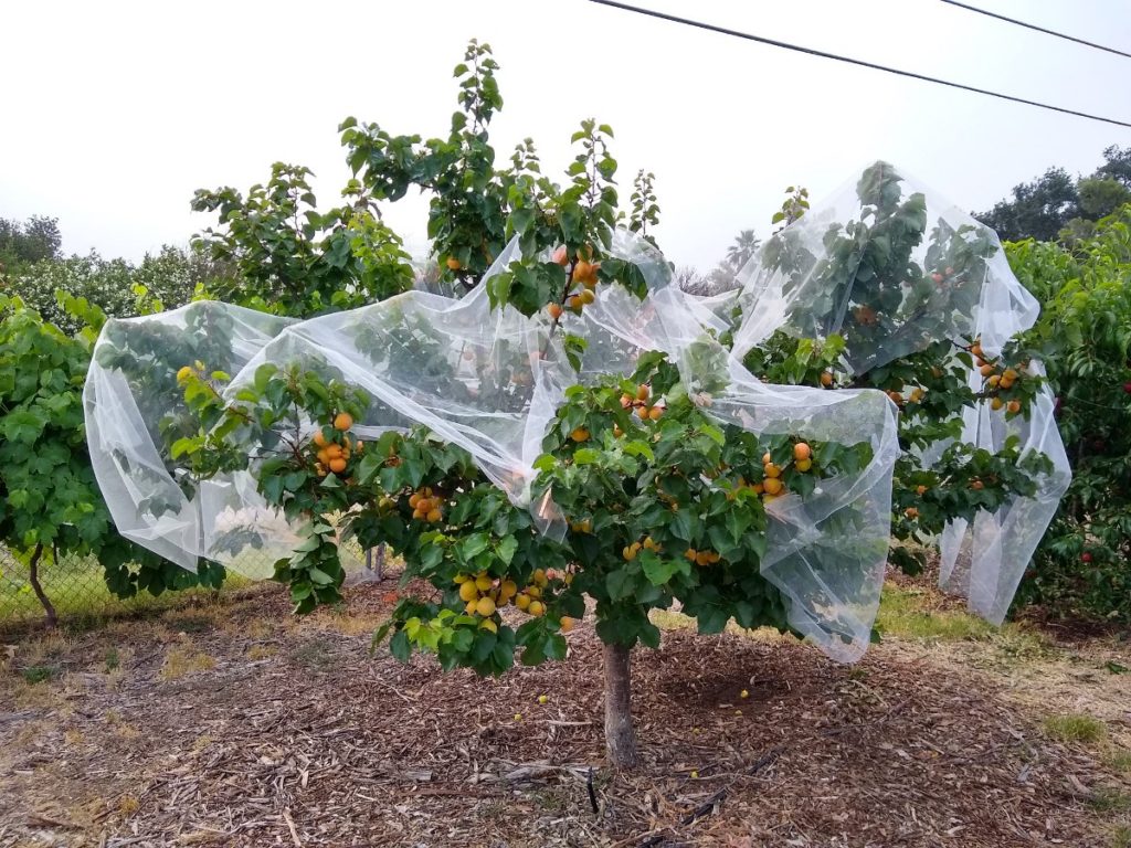 Protecting fruit from birds - Greg Alder's Yard Posts: Southern