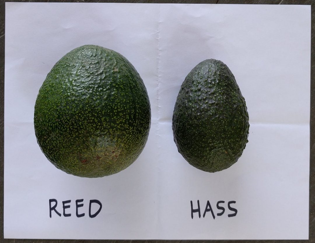 comparison Reed and Hass avocado fruit Greg Alder's Yard Posts Food Gardening in Southern