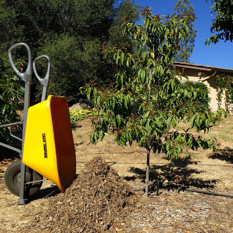 Using wood chips as mulch for fruit trees - Greg Alder's Yard Posts:  Southern California food gardening