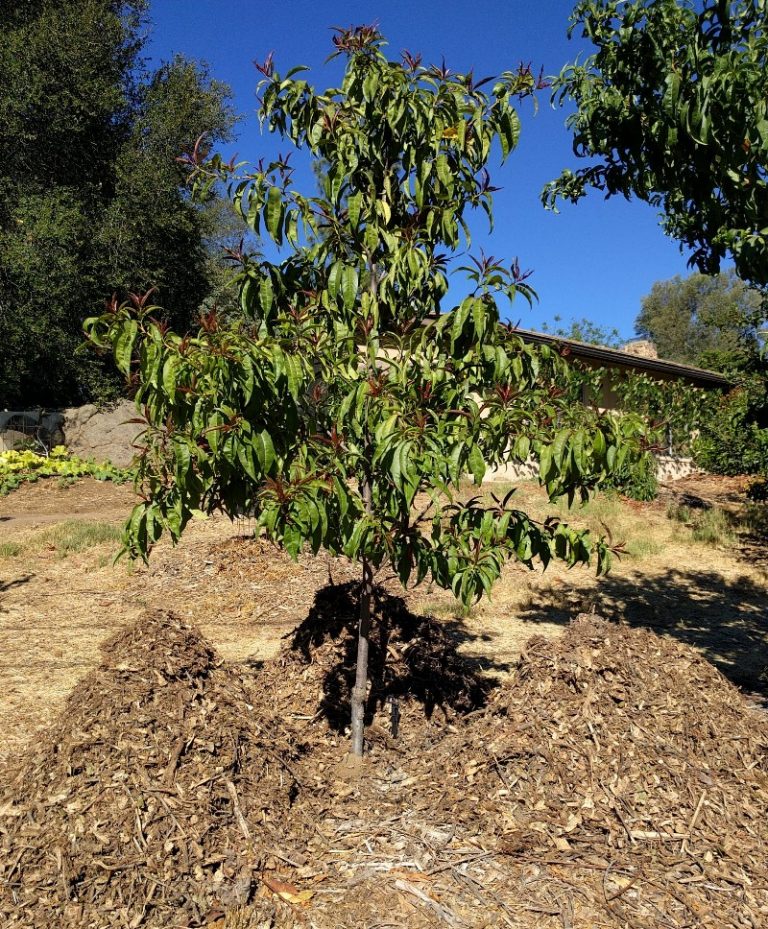 Using wood chips as mulch for fruit trees Greg Alder's Yard Posts Southern California food