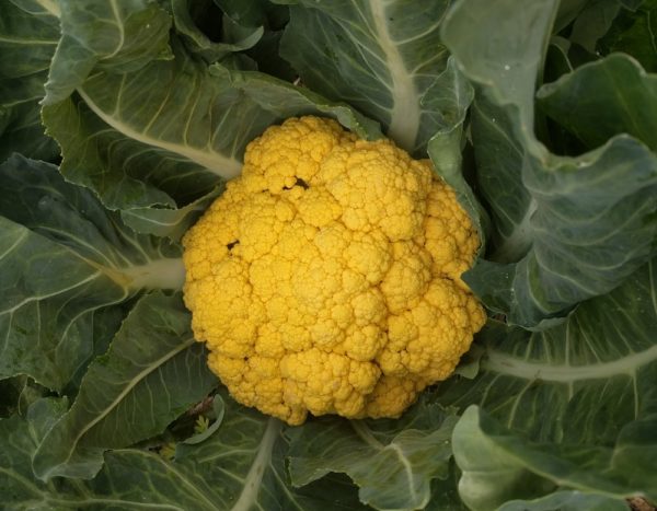 Growing Broccoli And Cauliflower In Southern California Greg Alder S Yard Posts Southern