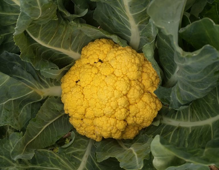 Growing broccoli and cauliflower in Southern California Greg Alder's