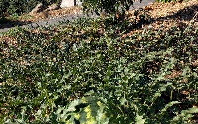 Growing vegetables under fruit trees