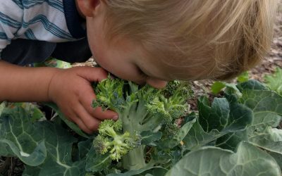 Growing broccoli and cauliflower in Southern California