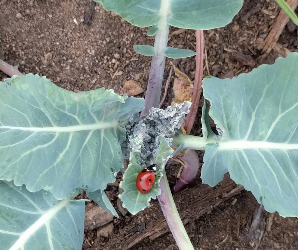Growing broccoli and cauliflower in Southern California Greg Alder's Yard Posts Southern