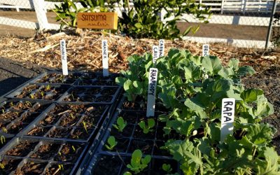 Which vegetables can I plant now in Southern California?