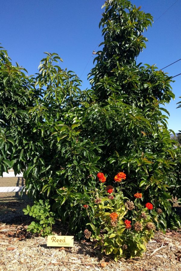Growing vegetables under fruit trees Greg Alder's Yard Posts