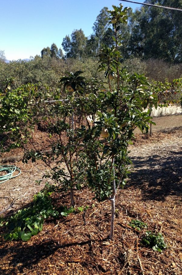 Growing vegetables under fruit trees Greg Alder's Yard Posts