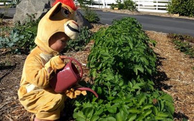 Fall/Autumn watering of fruit trees and vegetables