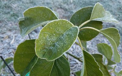 Protecting avocado trees from cold