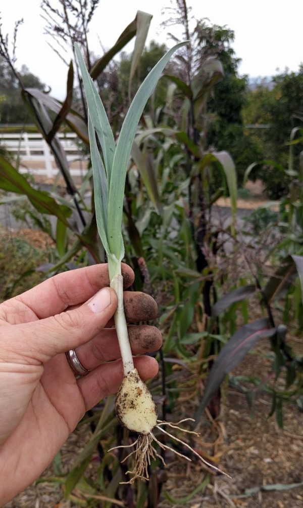 garlic clove sprouted and uprooted Greg Alder's Yard Posts Food
