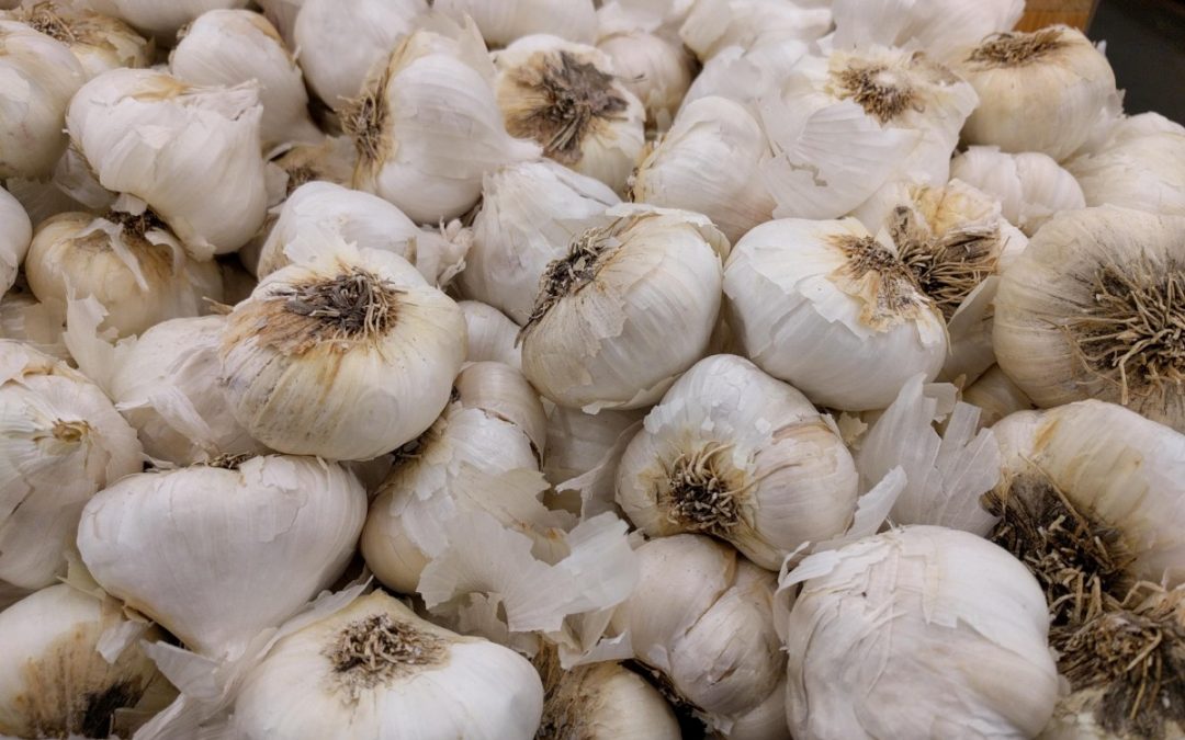 Growing garlic in Southern California