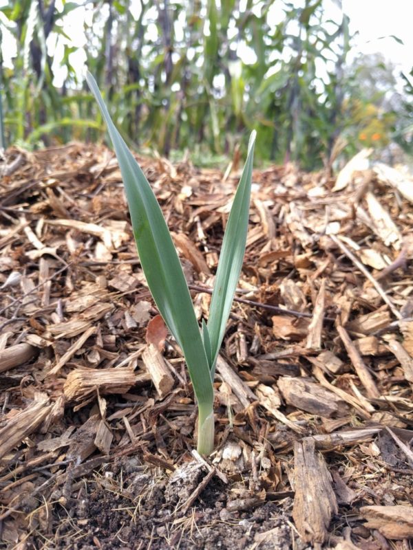 garlic plant leaves Greg Alder's Yard Posts Food Gardening in