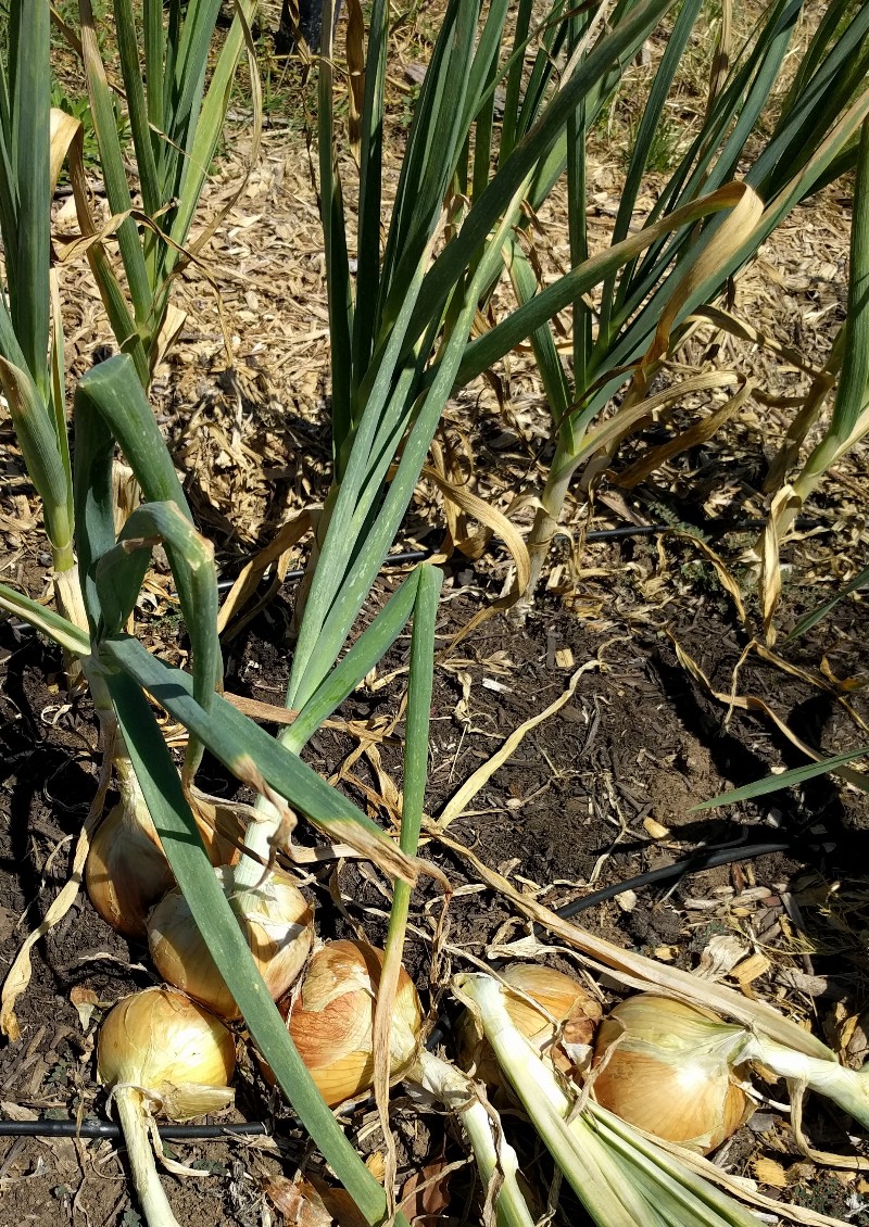 garlic plants and onion plants Greg Alder's Yard Posts Food Gardening in Southern California
