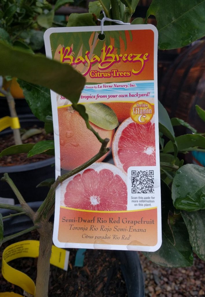 Dwarf, Semidwarf, and Standard citrus trees What are they, really