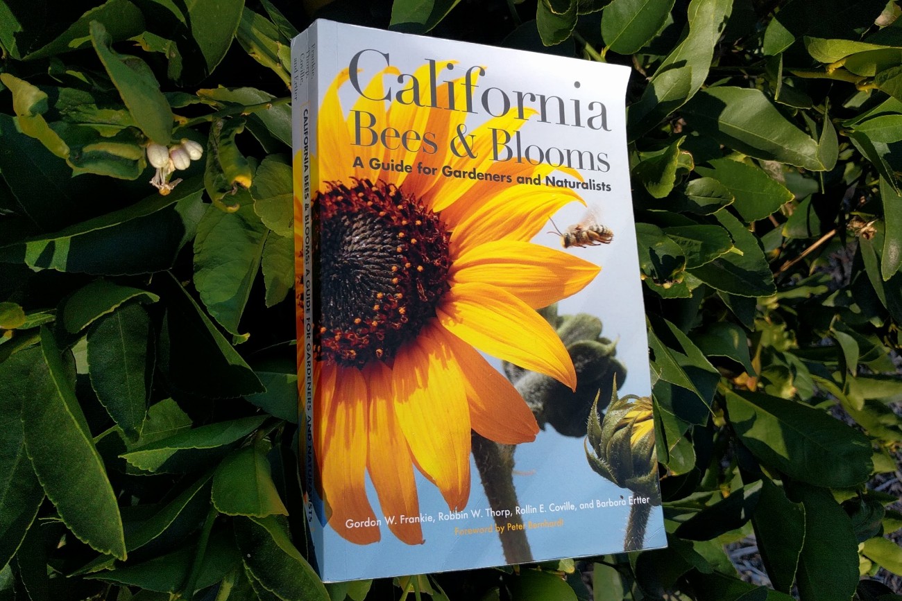 California Bees And Blooms A Book Review Greg Alder s Yard Posts california-bees-and-blooms-a-book-review-greg-alder-s-yard-posts