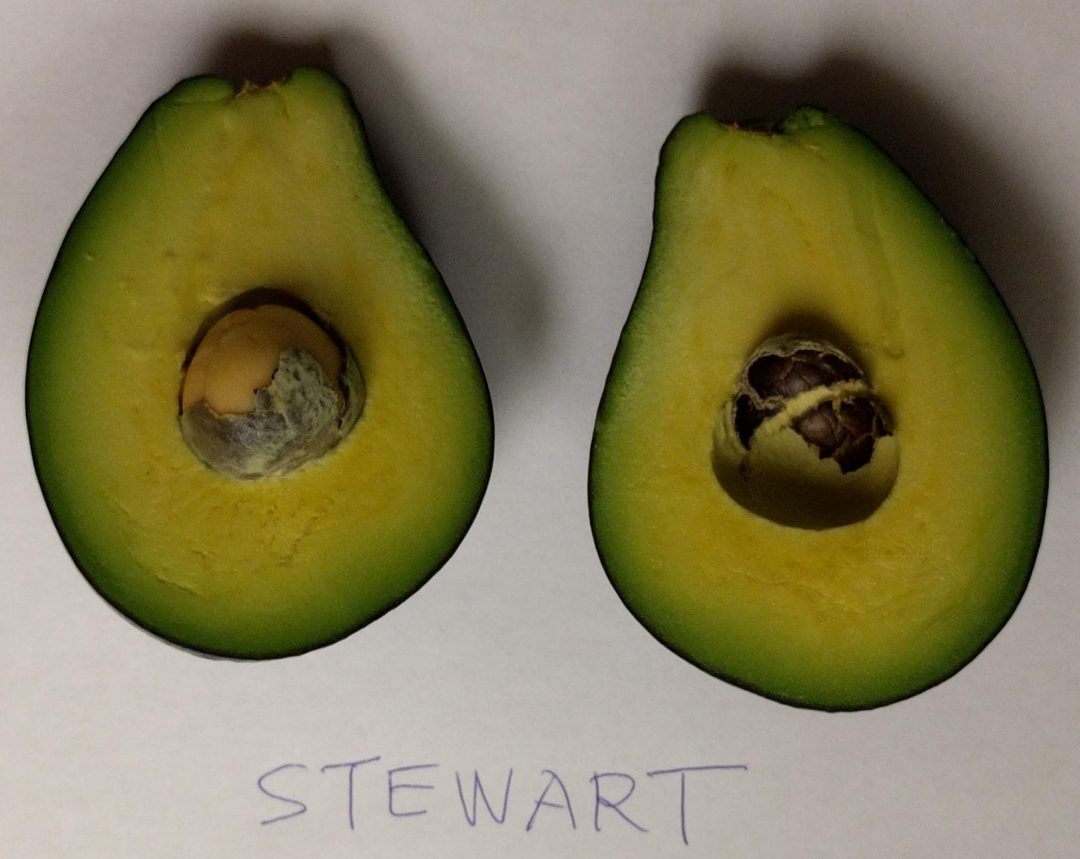 What kind of avocado tree do you get when you plant a seed? - Greg ...