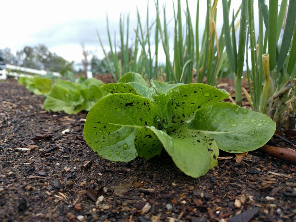 dirty lettuce leaves from rain splashing Greg Alder's Yard Posts