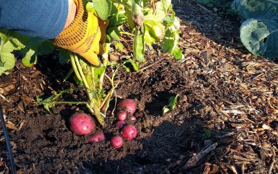 Winter gardening in Southern California