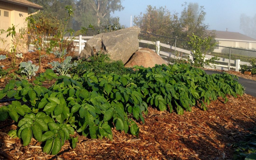 Using wood chips as mulch for vegetables