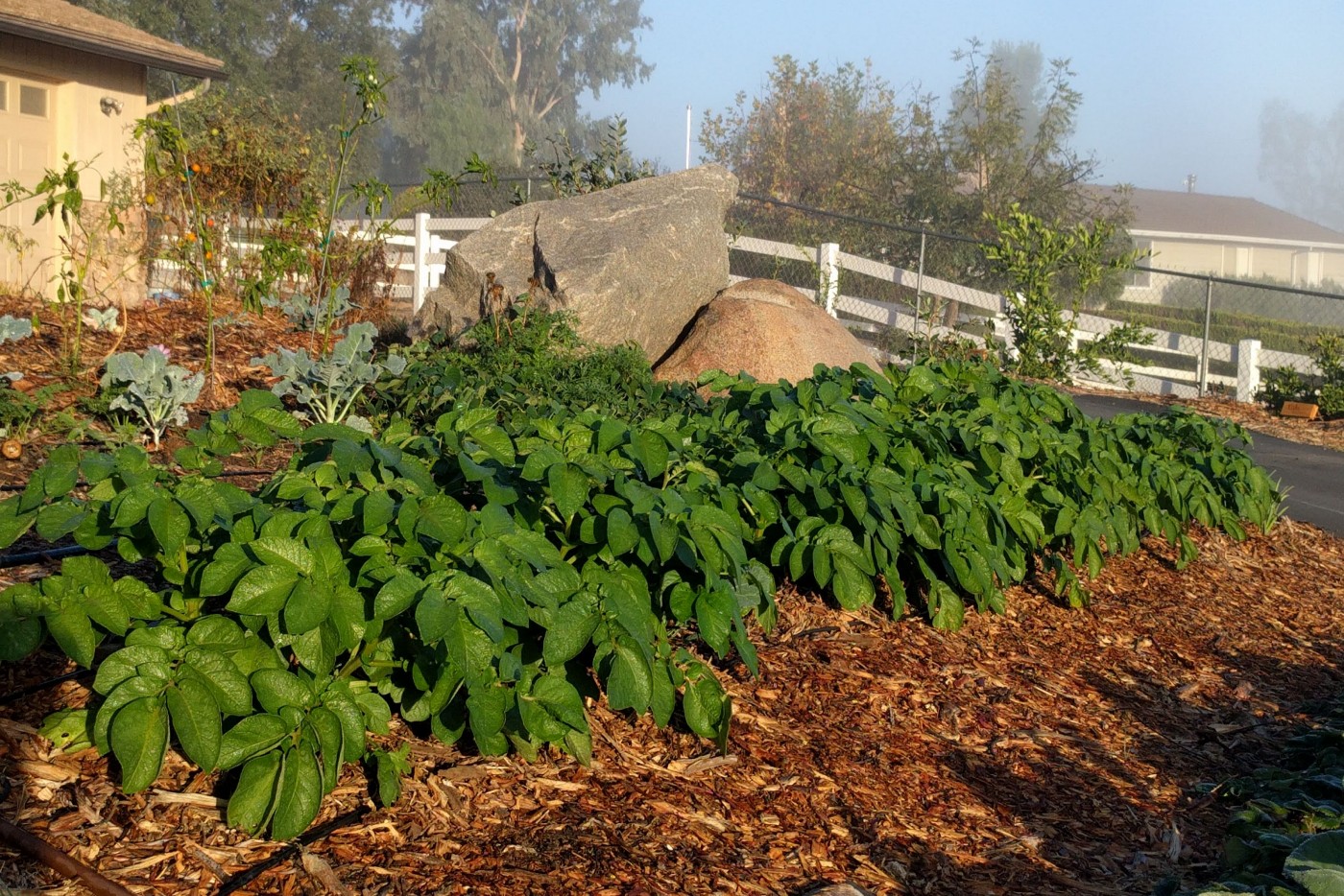 Image of Vegetable garden mulched with wood chips