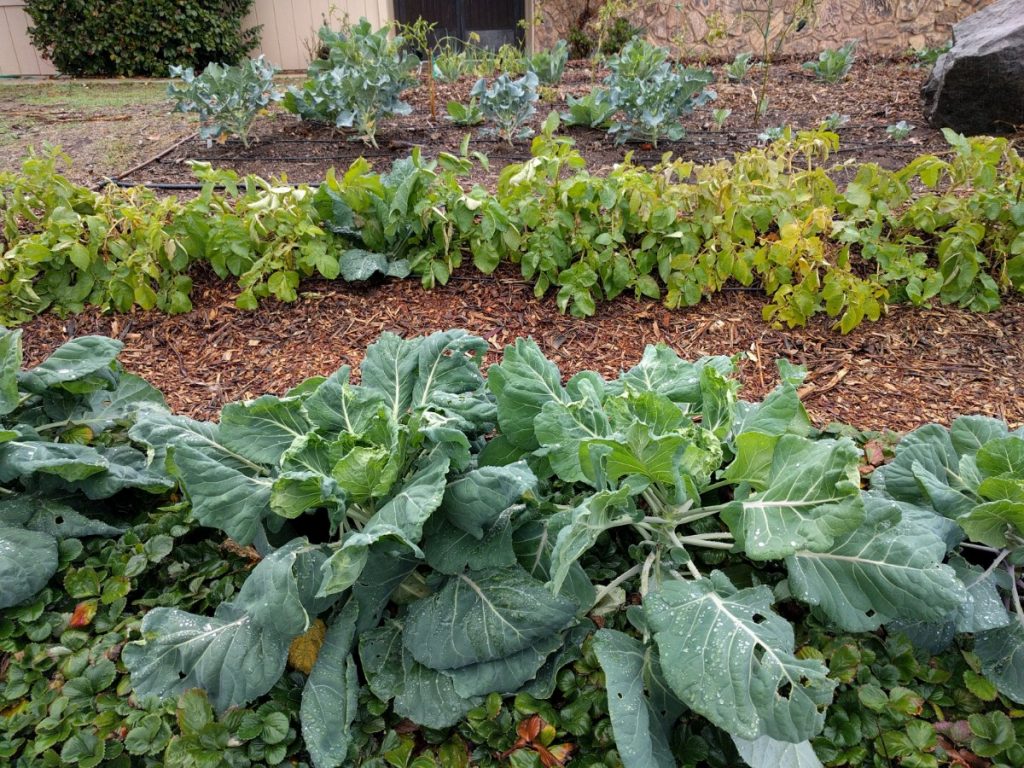 Using wood chips as mulch for vegetables - Greg Alder's Yard Posts ...