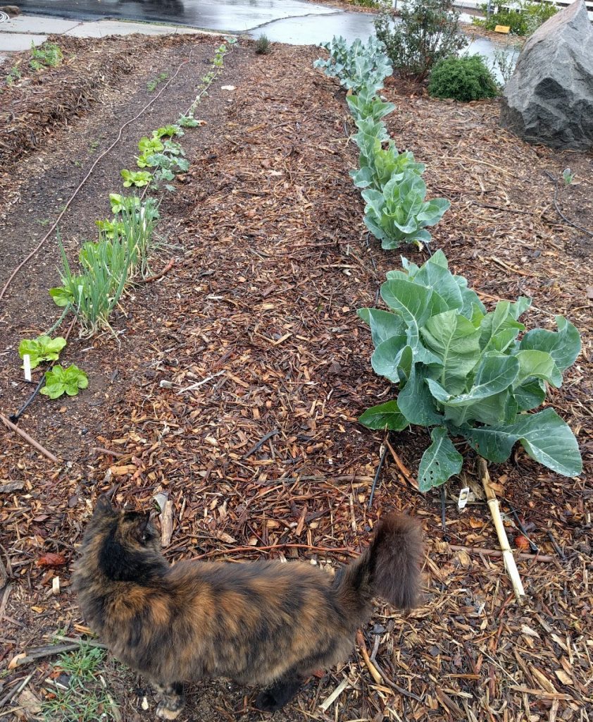 Using wood chips as mulch for vegetables Greg Alder's Yard Posts