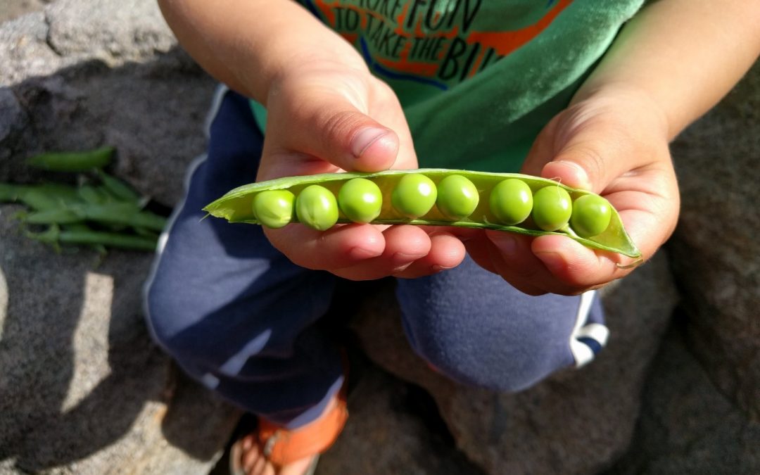 Growing peas in Southern California
