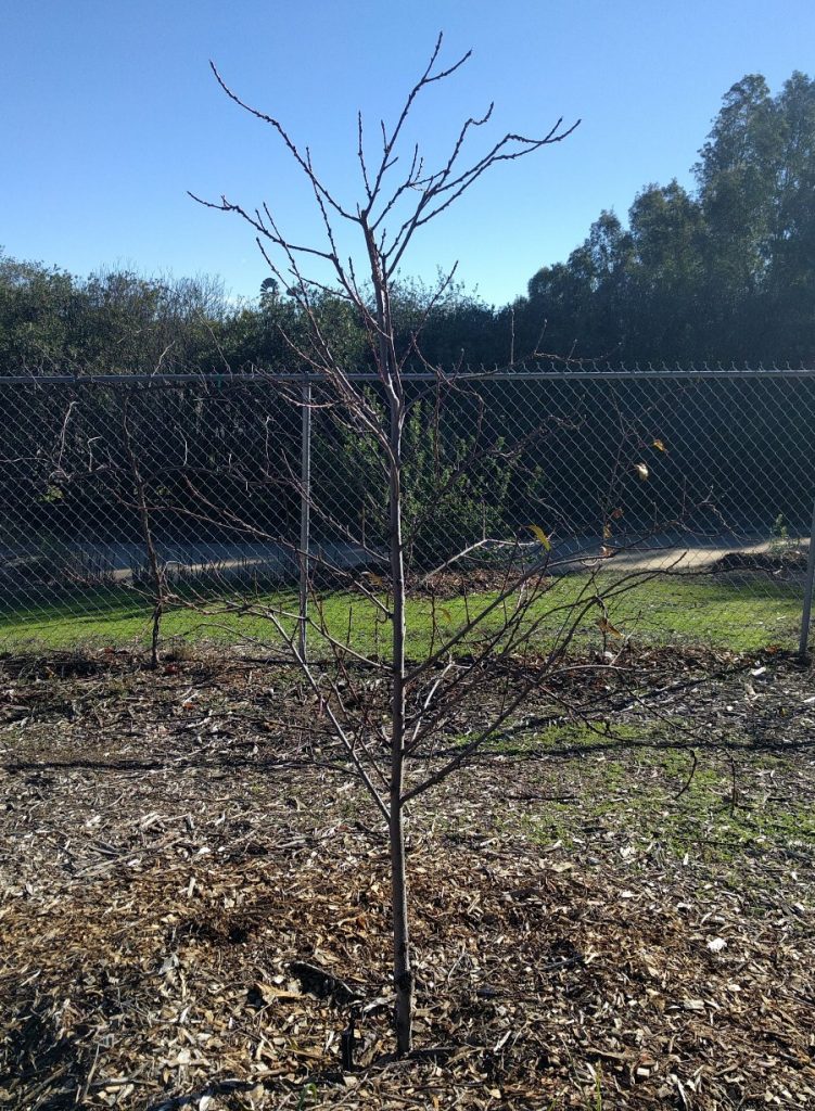 FL trees pruning leader, young apple central Islamorada