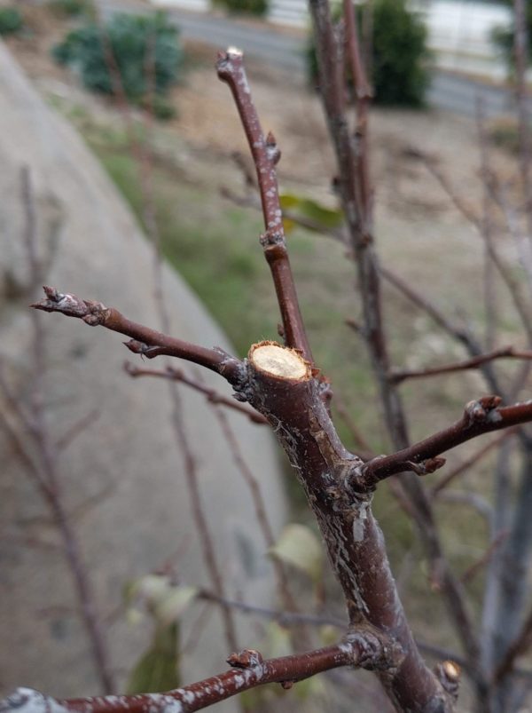Where to cut a branch on a deciduous fruit tree Greg Alder's Yard Posts Southern California