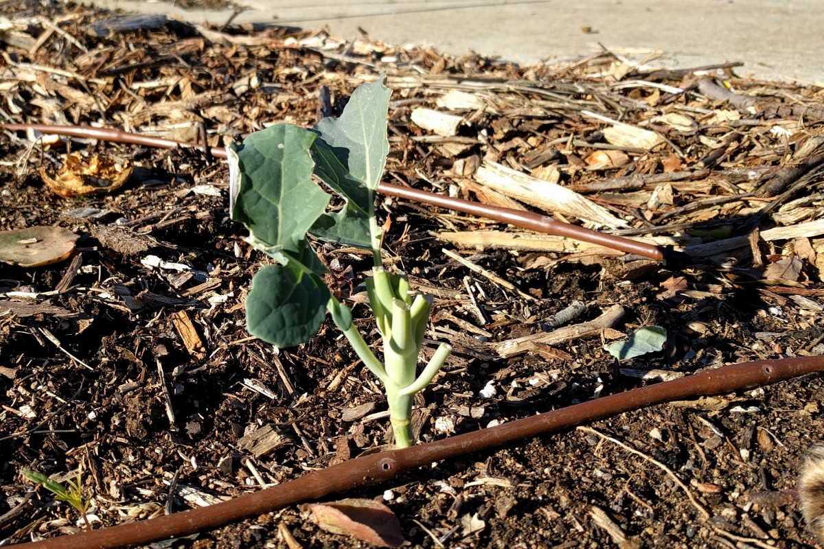 broccoli plant eaten by rabbit Greg Alder's Yard Posts Food Gardening in Southern California