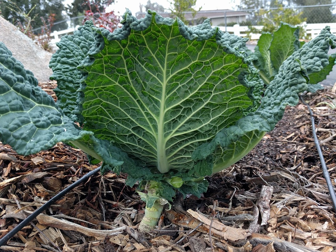 cabbage picking outer leaves Greg Alder's Yard Posts Food Gardening