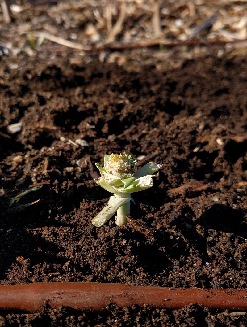 cabbage plant eaten by rabbit Greg Alder's Yard Posts Food Gardening