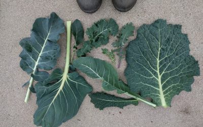 Growing greens in Southern California