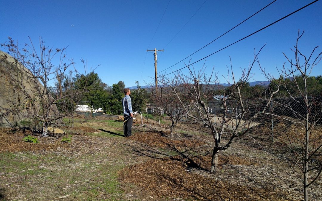 Think about sunshine when pruning deciduous fruit trees