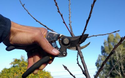 Where to cut a branch on a deciduous fruit tree