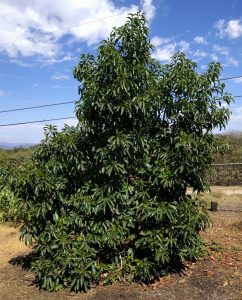 Should you buy a big or small avocado tree? - Greg Alder's Yard Posts ...