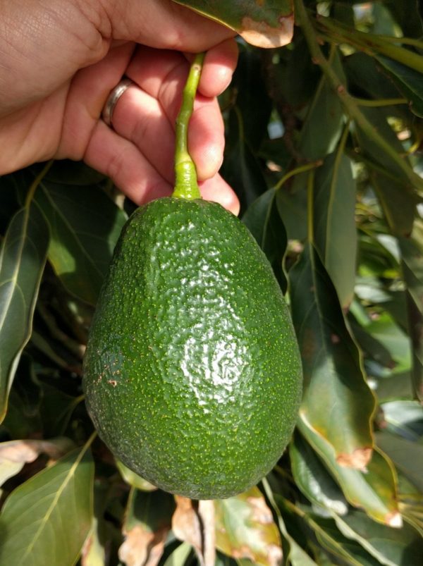 The Lamb/Hass avocado tree: a profile - Greg Alder's Yard Posts ...