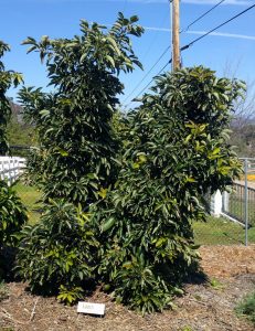 The Lamb/Hass avocado tree: a profile - Greg Alder's Yard Posts ...