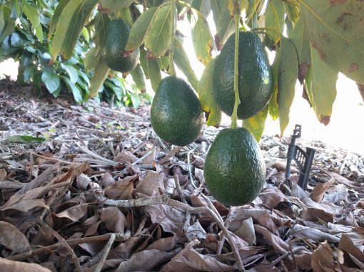 The Lamb/Hass Avocado Tree: A Profile - Greg Alder's Yard Posts ...