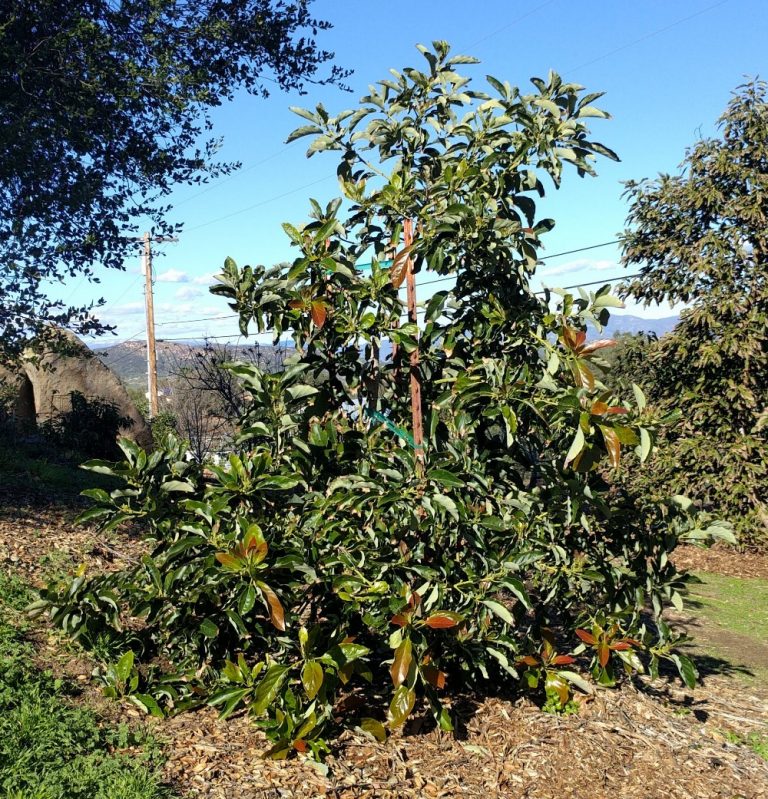 Should you buy a big or small avocado tree? Greg Alder's Yard Posts