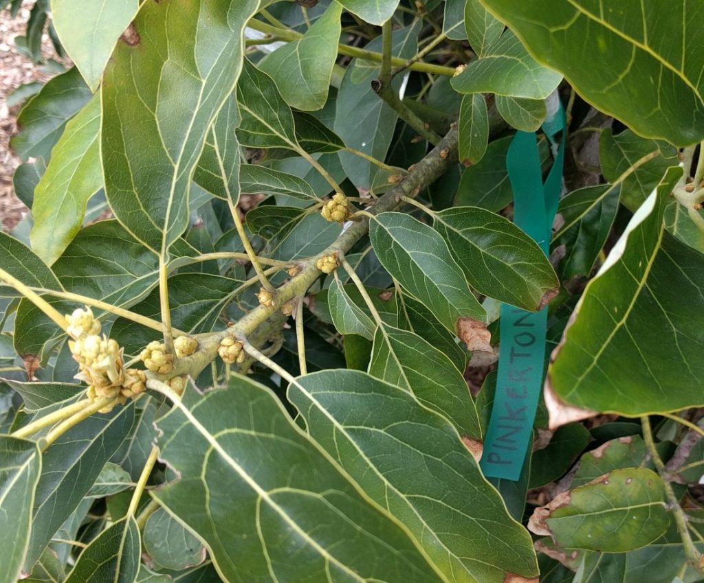 Osaka cherry broke lastnight, can I graft its onto its trunk? Or use live  branch from red fruit cherry? : r/arborists