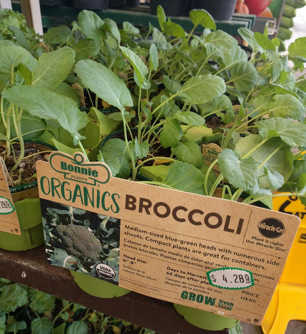broccoli plant at Lowes Greg Alder's Yard Posts Food Gardening in