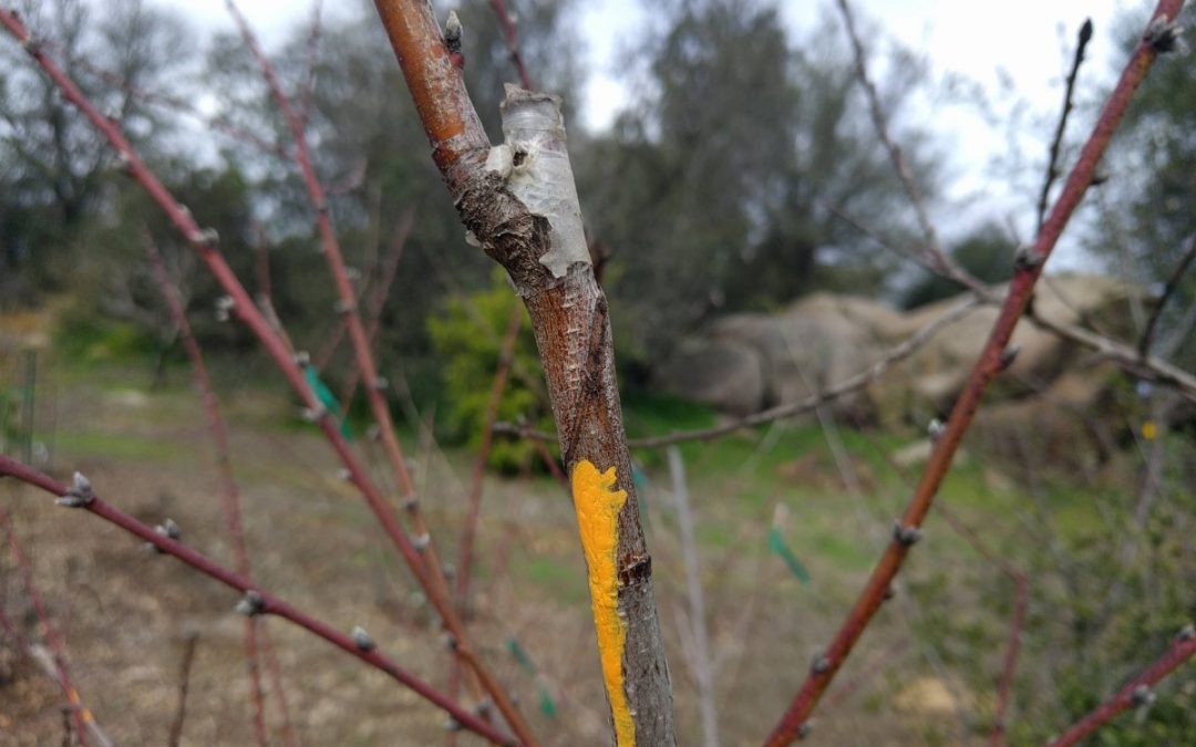 Grafting a pollenizer branch into your fruit tree
