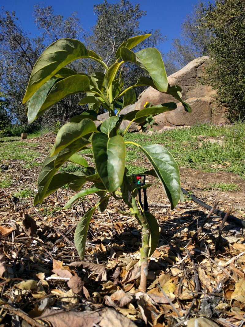 Should you buy a big or small avocado tree? Greg Alder's Yard Posts