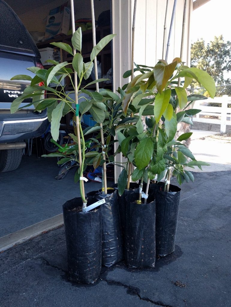 Should You Buy A Big Or Small Avocado Tree Greg Alder S Yard Posts Food Gardening In Southern California