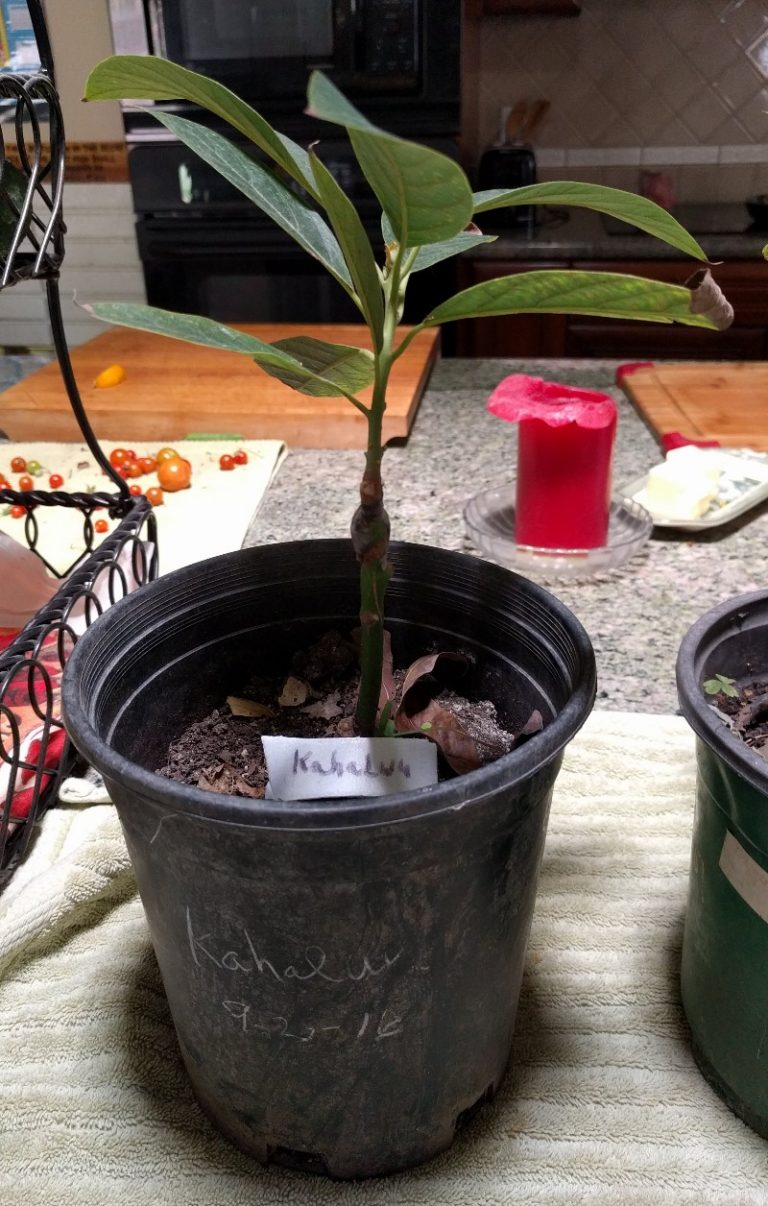 small one gallon Kahaluu avocado tree Greg Alder's Yard Posts Food