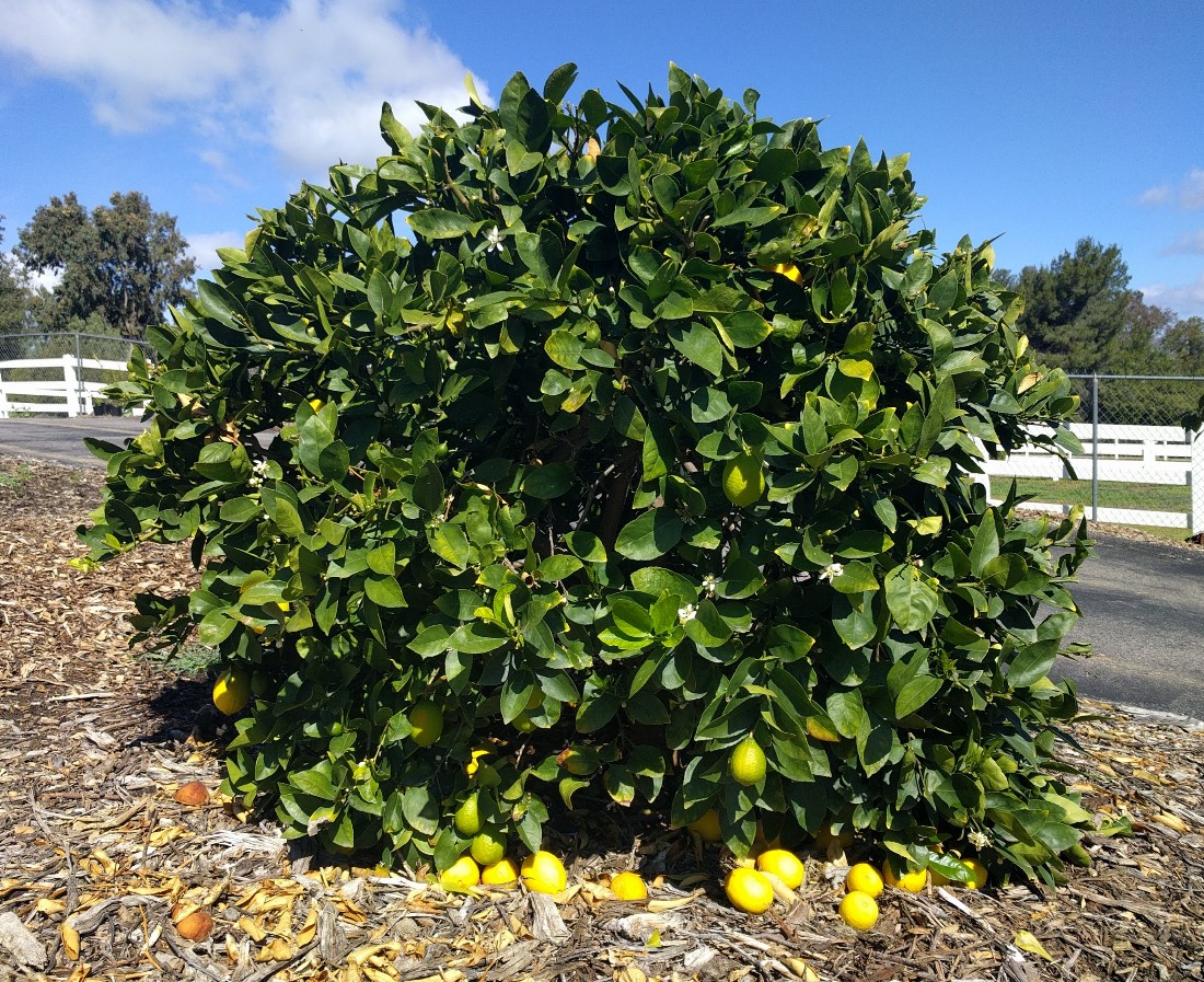 Bearss lime tree seven years old and four to five feet tall - Greg ...