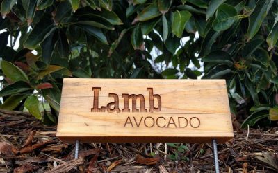 The Lamb/Hass avocado tree: a profile